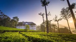 Tea Harvester